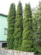 Thuja occidentalis Columna