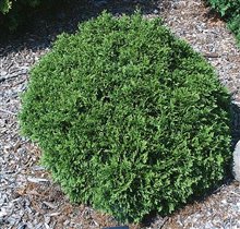 Thuja occidentalis Danica