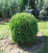 Thuja occidentalis Globosa