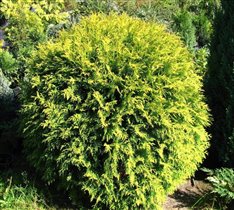 Thuja occidentalis Golden Globe
