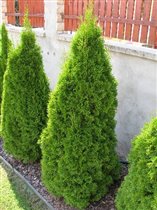 Thuja occidentalis Smaragd