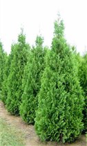 Thuja occidentalis Spiralis