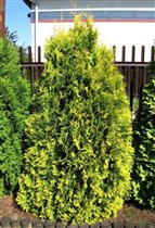 Thuja occidentalis Sunkist