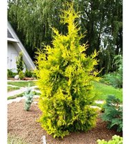 Thuja occidentalis Yellow Ribbon