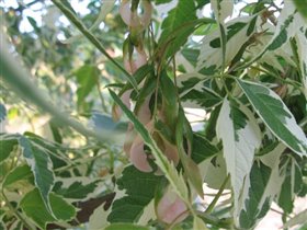 Acer negundo Variegatum.Клен ясенелистный вариегат