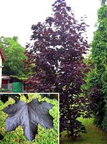 Acer platanoides Crimson King