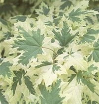 Acer platanoides Drummondii