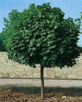 Acer platanoides Globosum