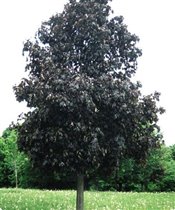 Acer platanoides Royal Red