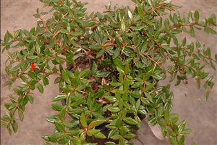 Berberis x frikartii Amstelveen