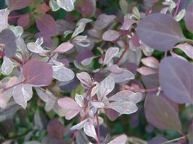 Berberis x ottawensis Silver Miles