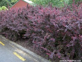 Berberis x ottawensis Superba
