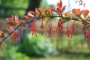 Berberis Red Tears