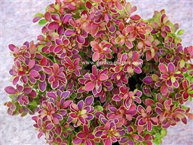 Berberis thunbergii Admiration