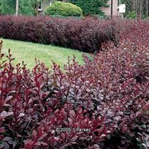 Berberis thunbergii Atropurpurea