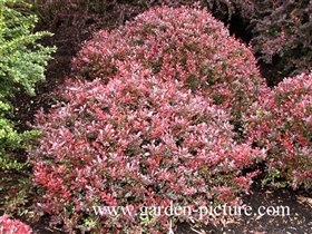 Berberis thunbergii Atropurpurea Nana