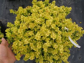 Berberis thunbergii Bonanza Gold