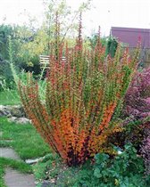 Berberis thunbergii Erecta