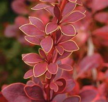 Berberis thunbergii Golden Ring