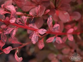 Berberis thunbergii Hariequin