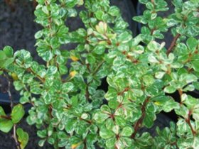 Berberis thunbergii Kelleriis