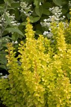 Berberis thunbergii Maria