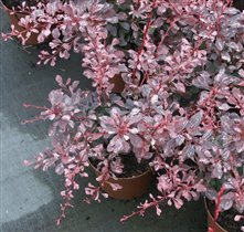 Berberis thunbergii Pink Queen