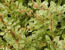 Berberis thunbergii Powwow