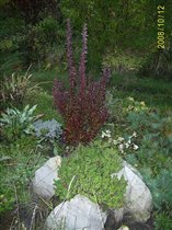 Berberis thunbergii Red Pillar