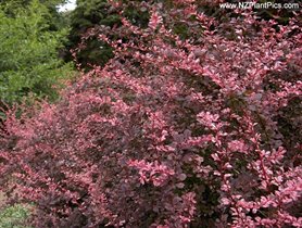 Berberis thunbergii Rose Glow
