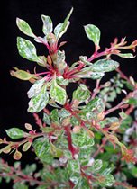 Berberis thunbergii Starburst ®
