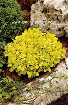 Berberis thunbergii Tiny Gold ®