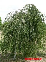 Betula pendula Youngii Береза повислая на штамбе 