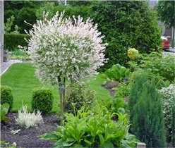 Salix integra Hakuro-nishiki