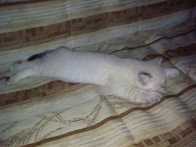 а так мы любим спать