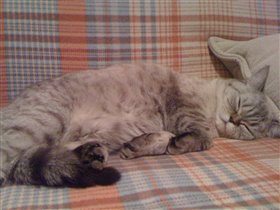 а сон такой сладкий