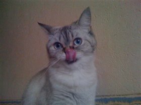 вот такой длинный язык