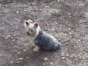 Йоркширская красавица