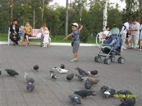 сынок кормит голубей