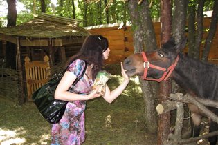 Самая забавная лошадь в мире )))