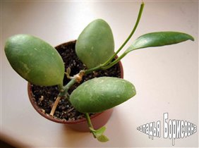 Hoya heuschkeliana