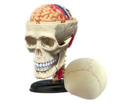Модель черепа человека