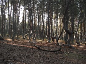 Куршская Коса Танцующий лес