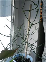 Молочай (эуфорбия) тирукалли (Euphorbia tirucalli)