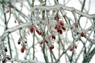 Природа дарит красоту