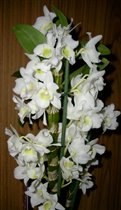 Dendrobium nobile цветы