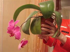 доморощенная орхидея