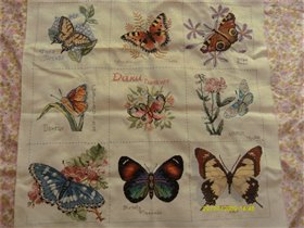 Бабочки Даки