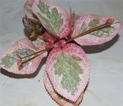 Peppermint Brocade