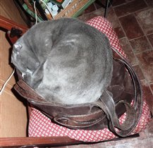 Мой бомжик спит в моей сумке